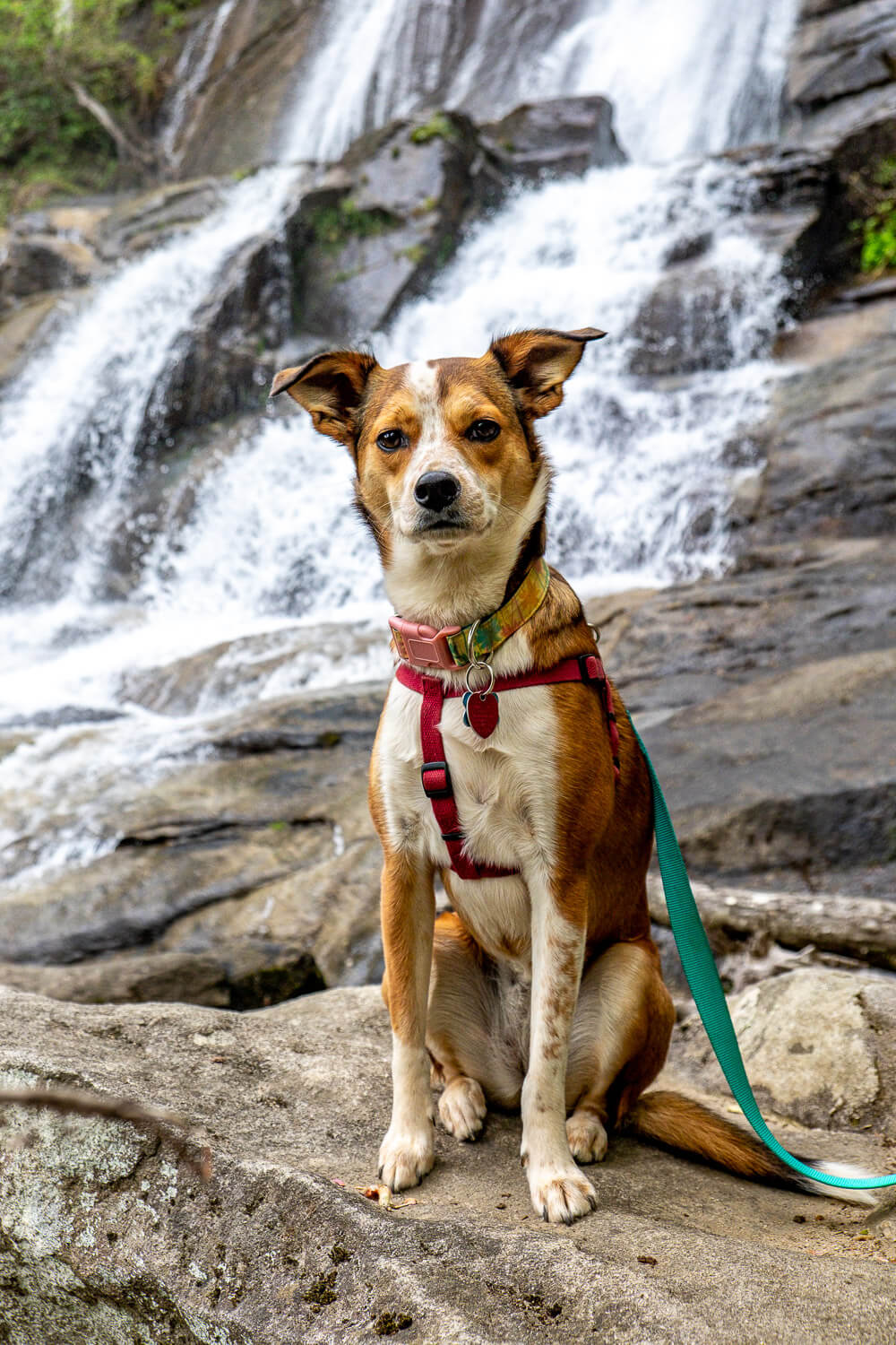 dog in front of falls creek waterfall