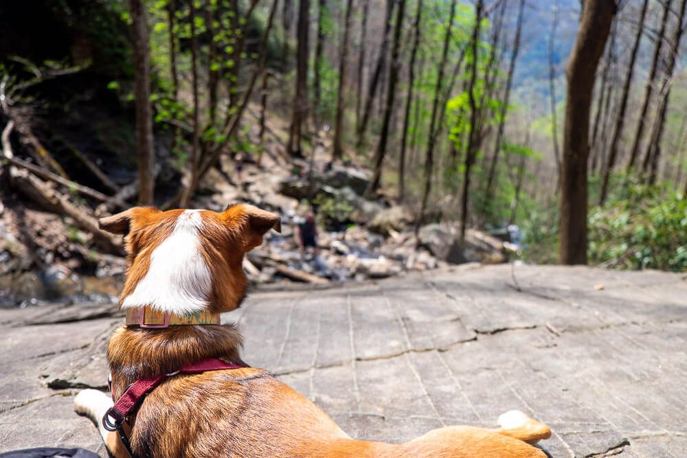 dog at rainbow falls