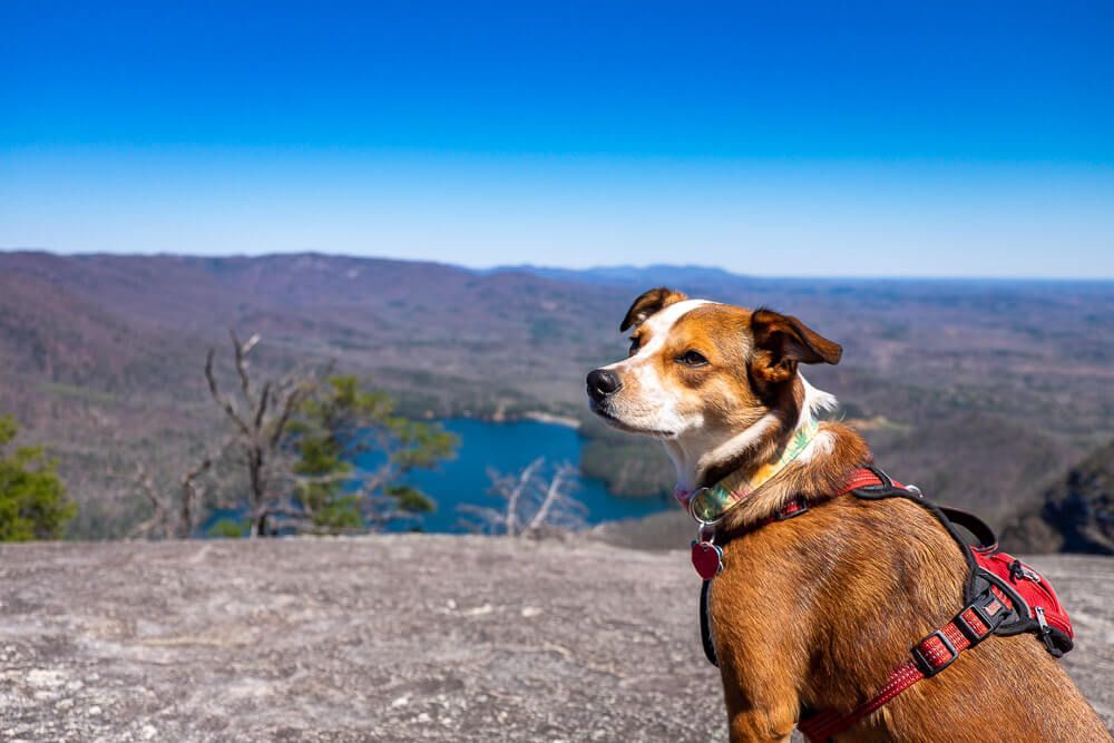 table rock viewpoint