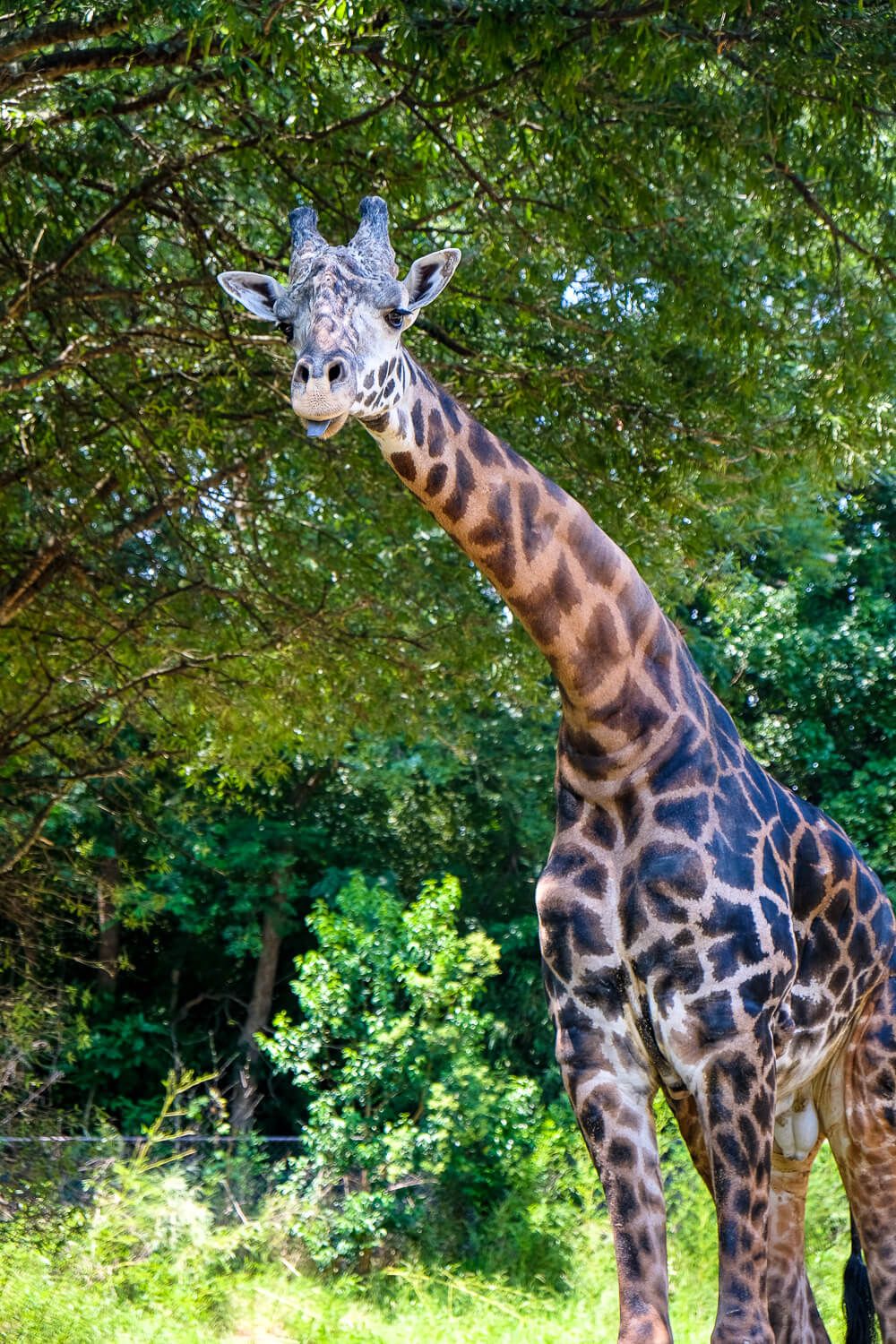 giraffe at greenville zoo