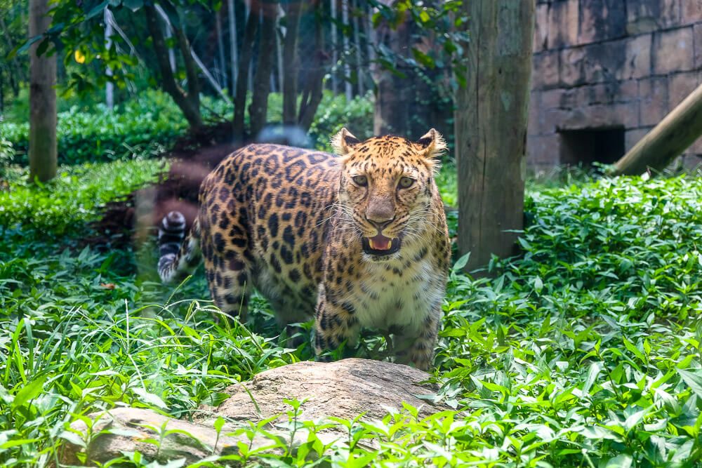 leopard at greenville zoo