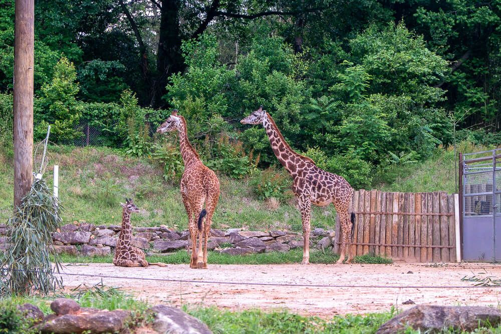 giraffes at greenville zoo