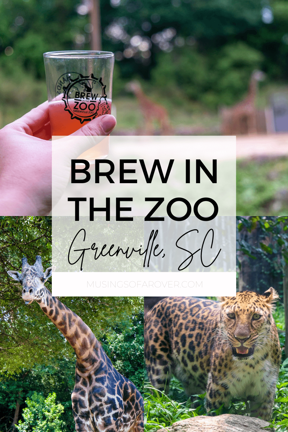 The Greenville Zoo hosts several special events each year and Brew in the Zoo is one of the best if you like craft beer. This adults only after hours event will let you try beer from a dozen or so local breweries while you stroll the zoo. Food is also included and provided by local restaurants.