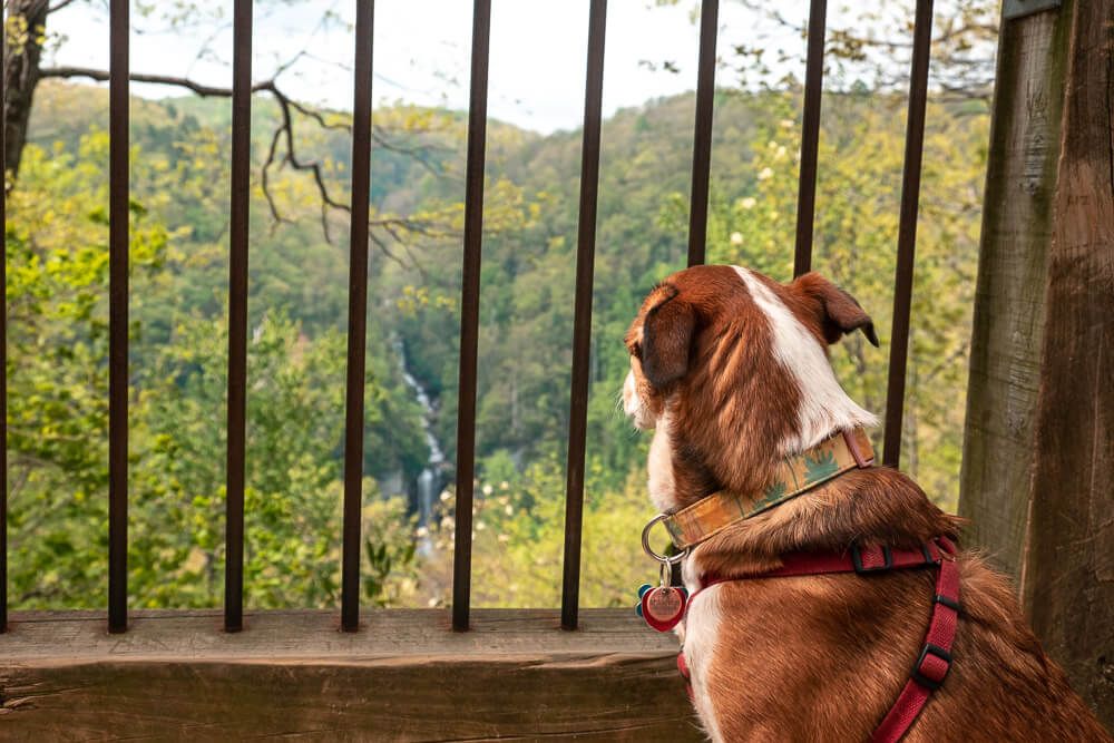 dog at raven cliff falls