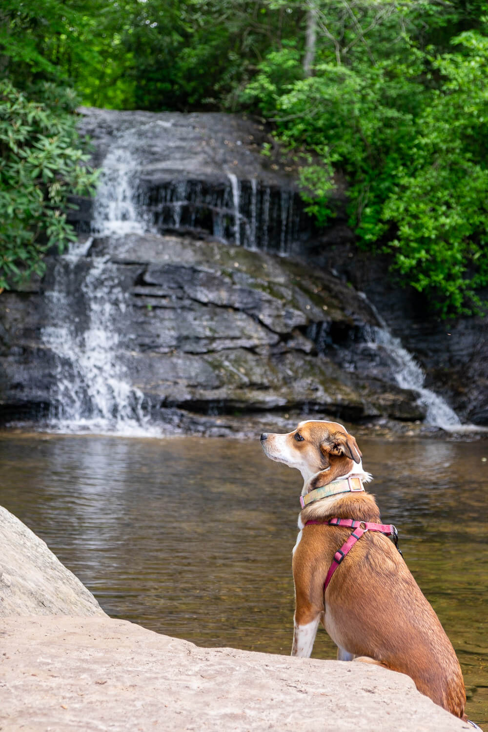 dog at wildcat wayside