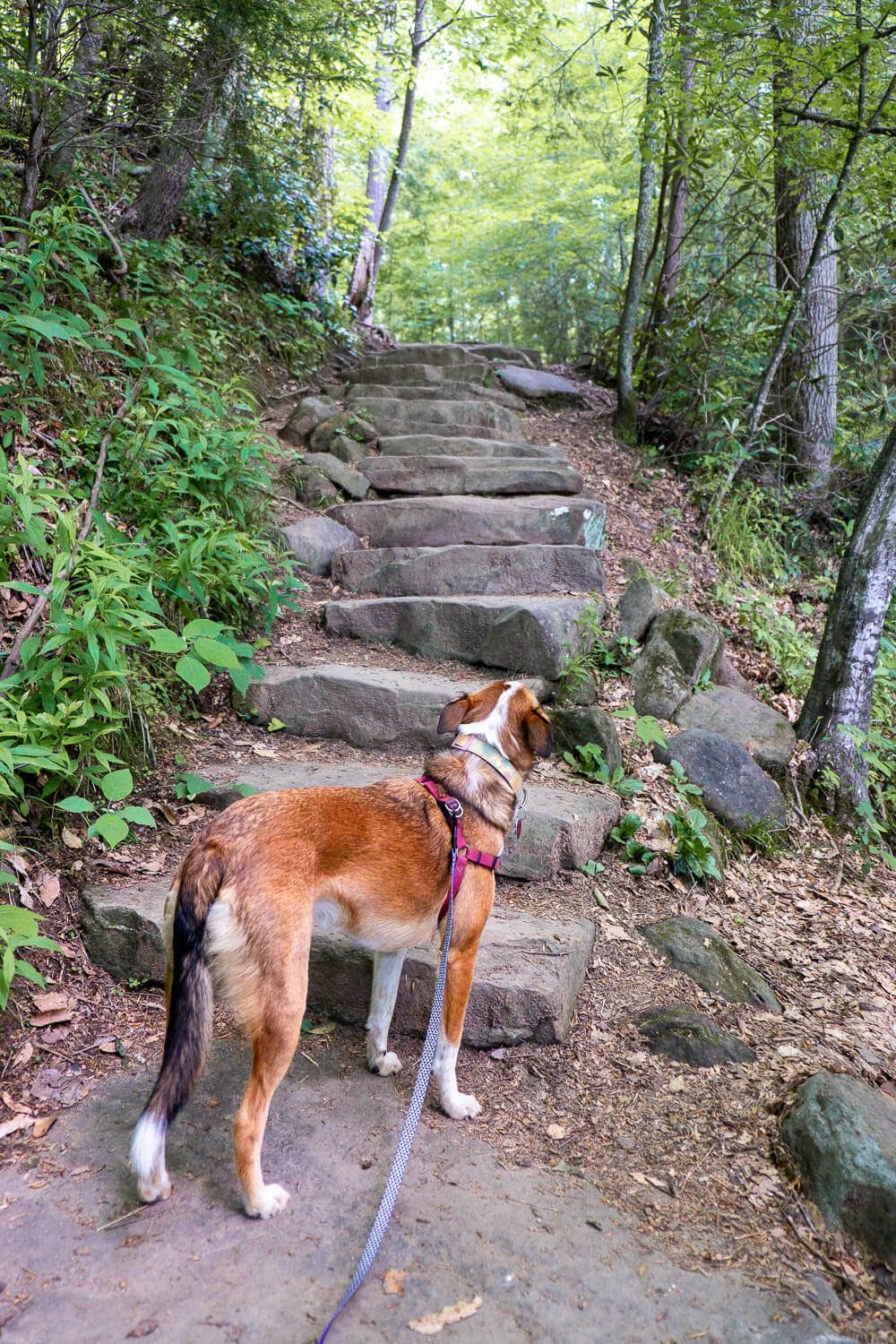 wildcat wayside nature trail