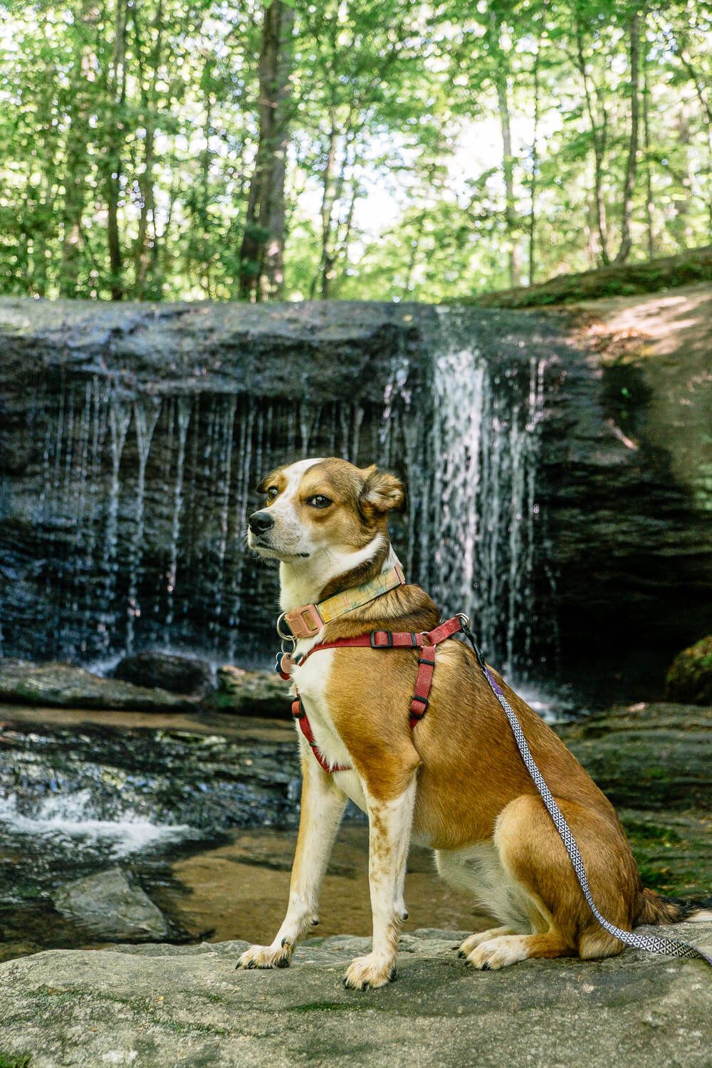 dog at wildcat branch falls