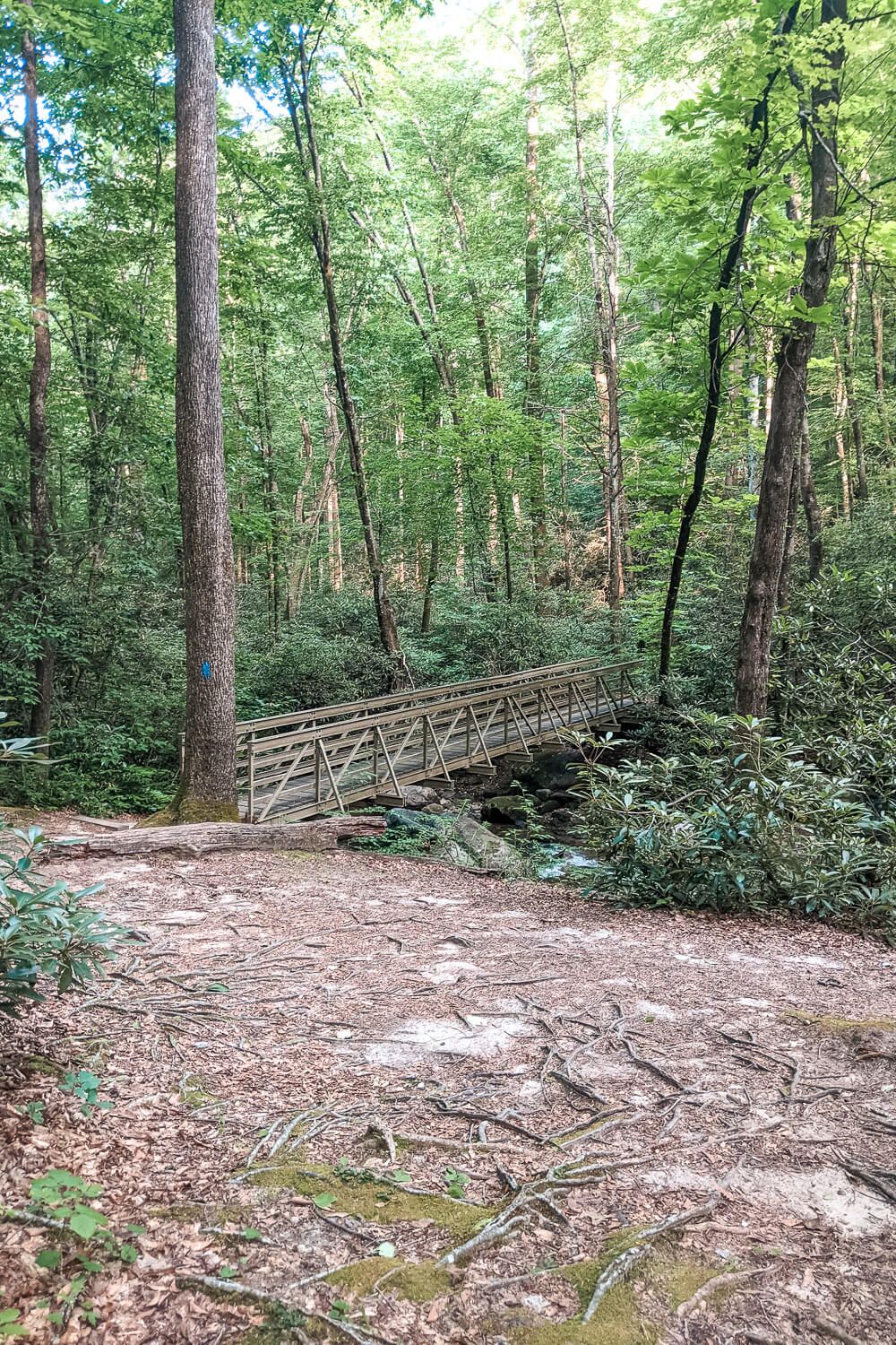 jones gap trail