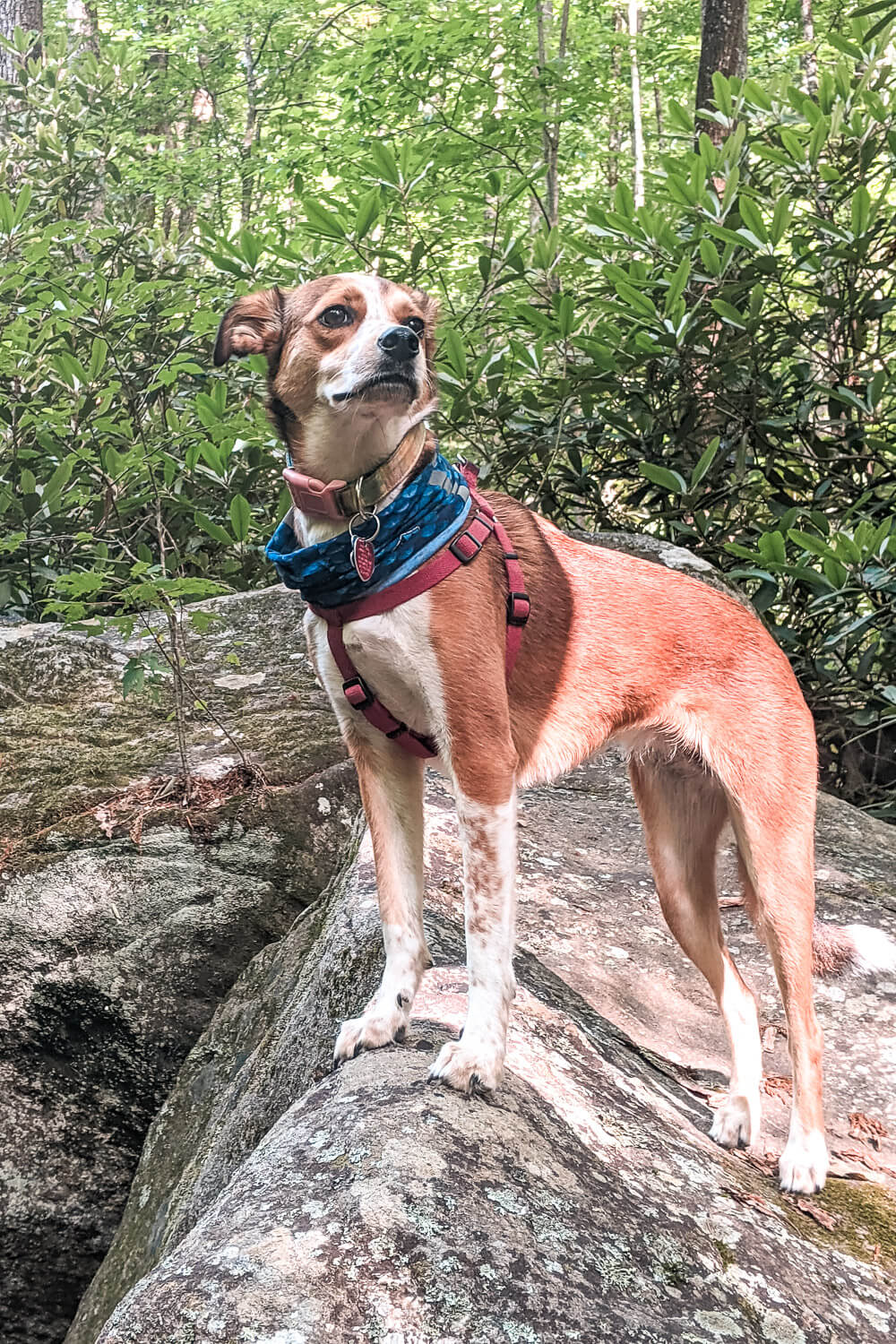 jones gap trail