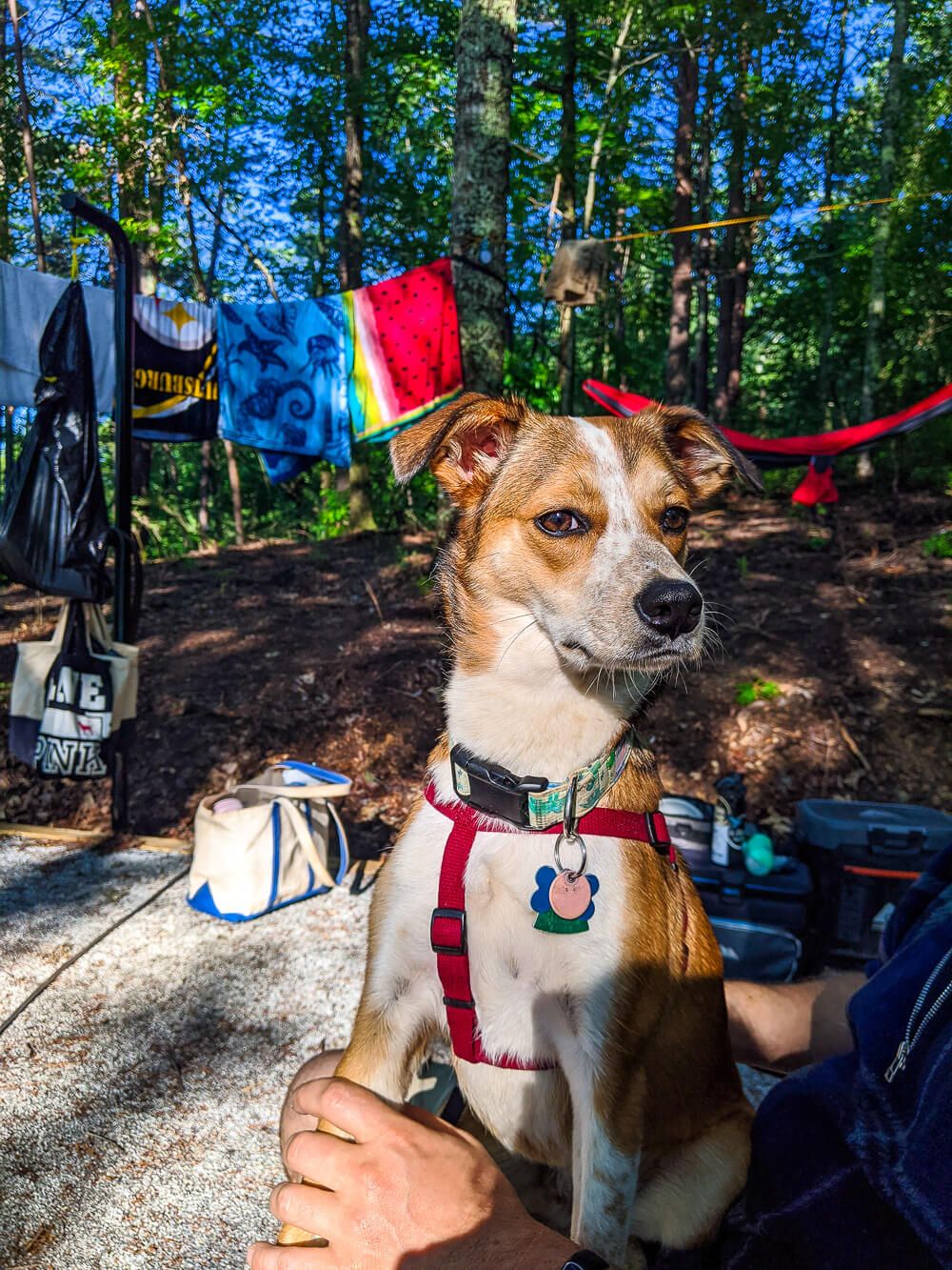 dog at boat campsite