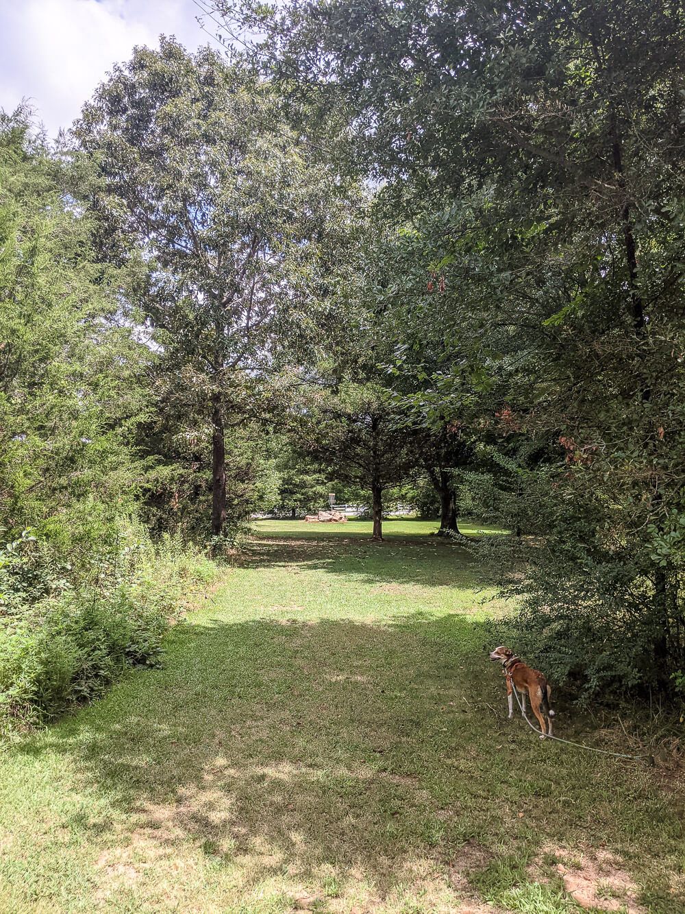 tyger river park - disc golf