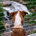 falls park - greenville sc - dog