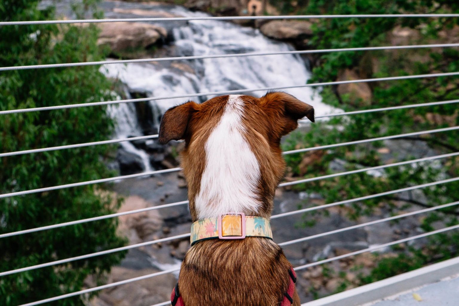 visiting-greenville-a-local-s-guide-of-what-to-do-in-greenville-sc