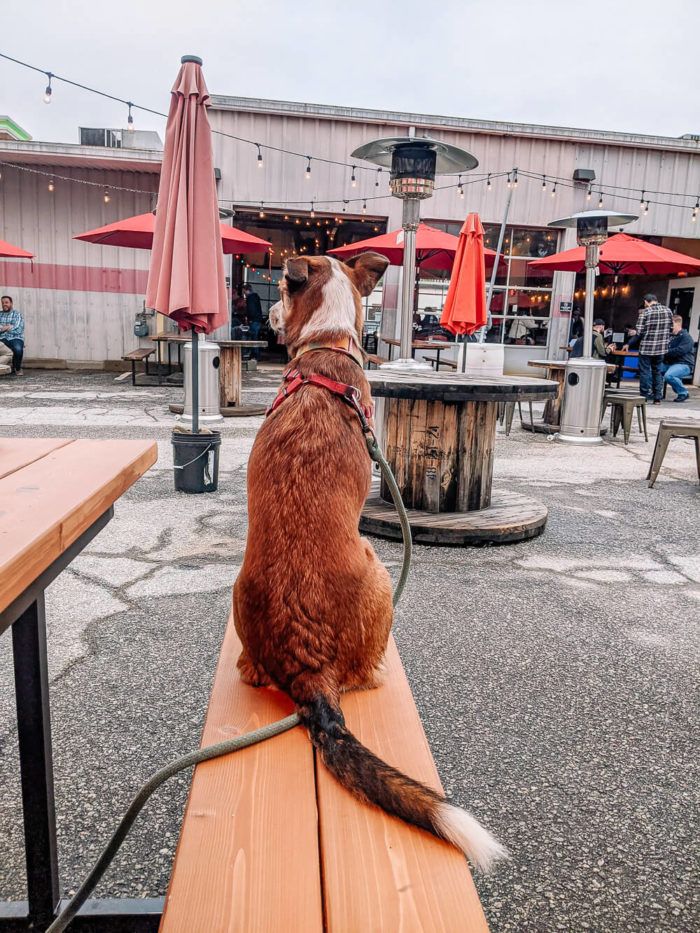Your Dog Friendly Guide to Greenville, SC