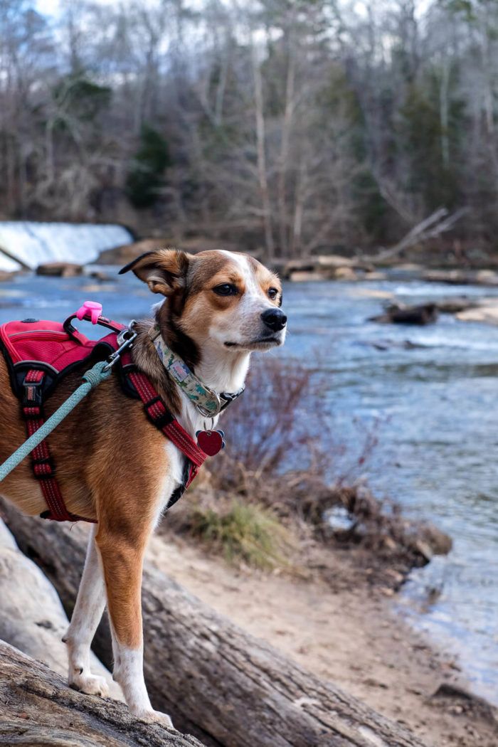 Your Dog Friendly Guide to Greenville, SC