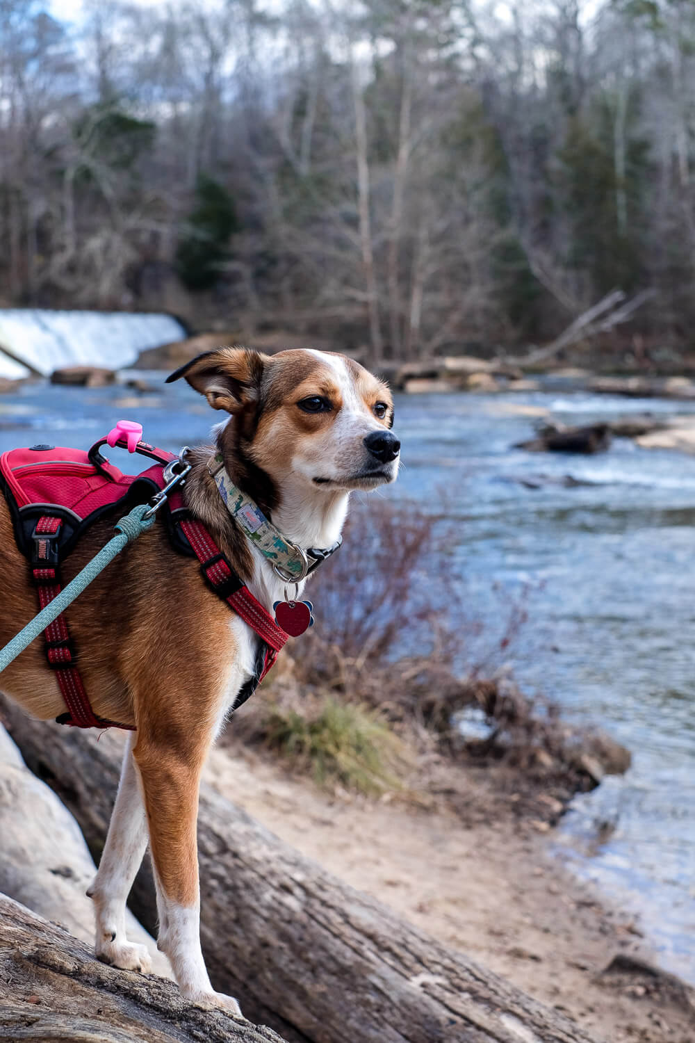 Your Dog Friendly Guide To Greenville Sc