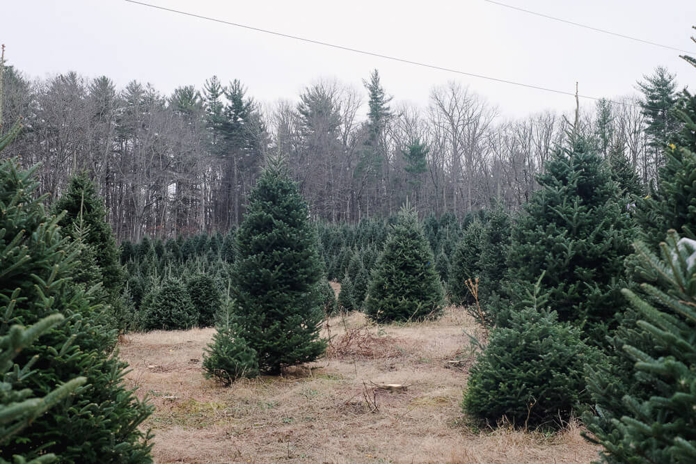 moss tree farm