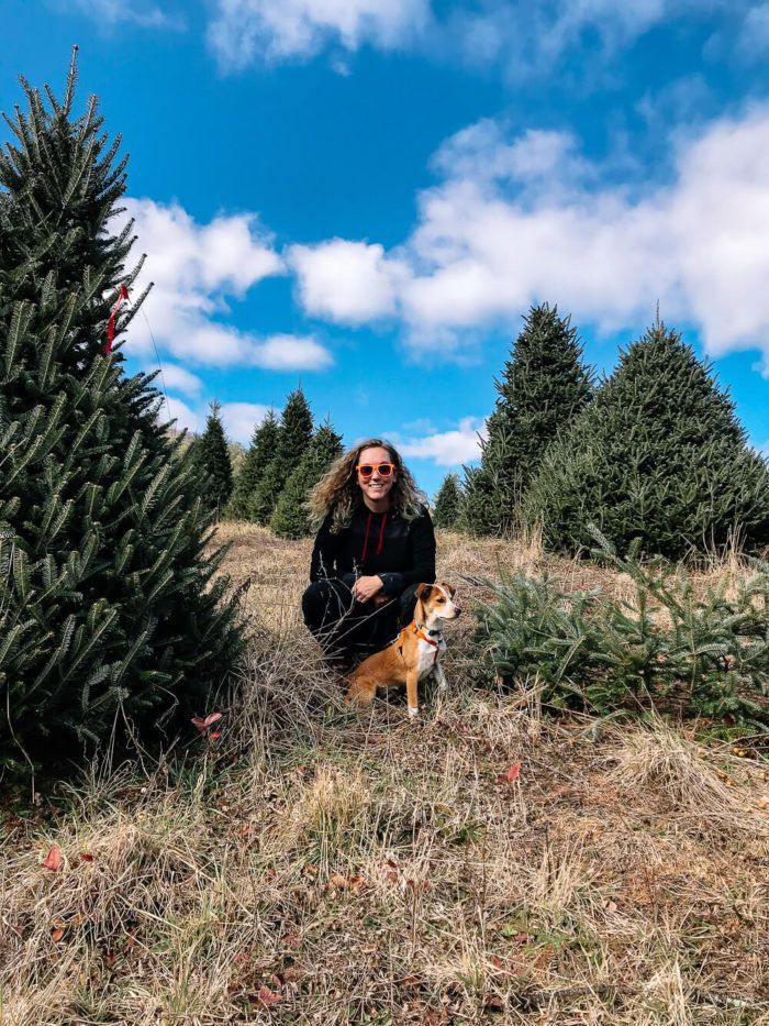 Find the Best Christmas Tree Farms in Greenville, SC in 2022