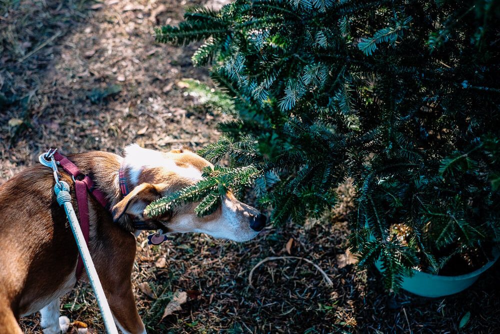 granddaddys christmas trees, greenville sc