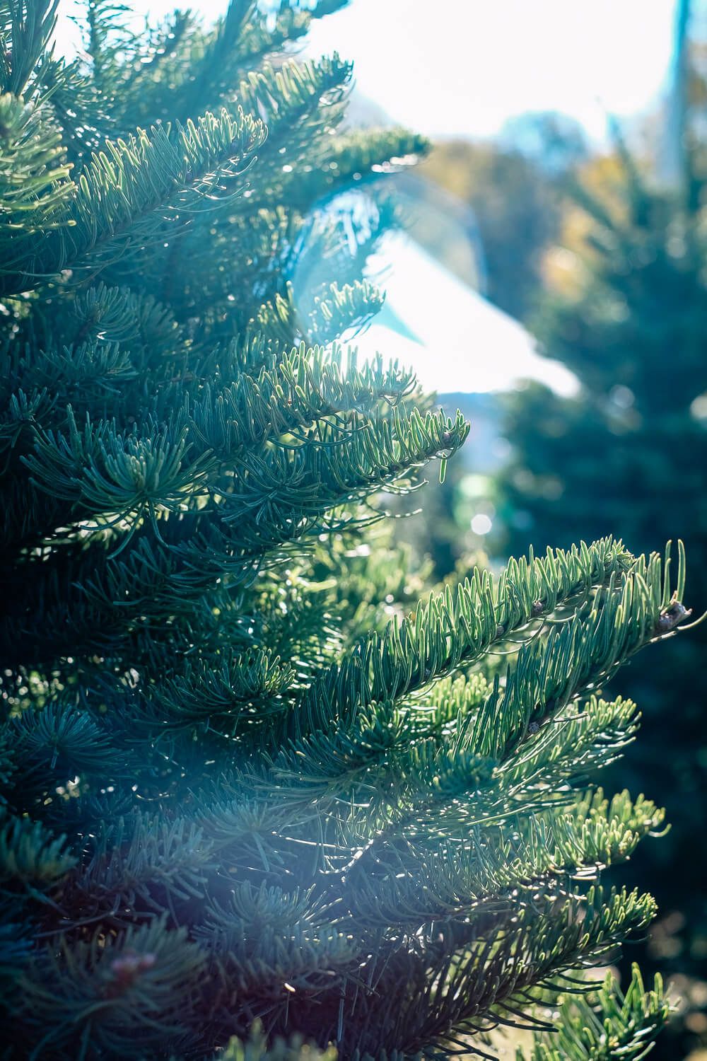 granddaddys christmas trees, greenville sc