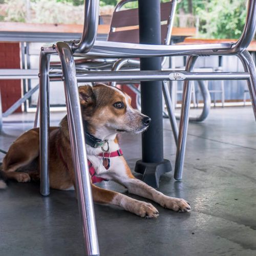 Dog Friendly Restaurants in Greenville, SC