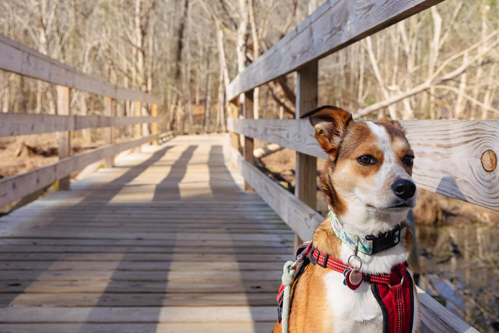 Conestee Nature Preserve