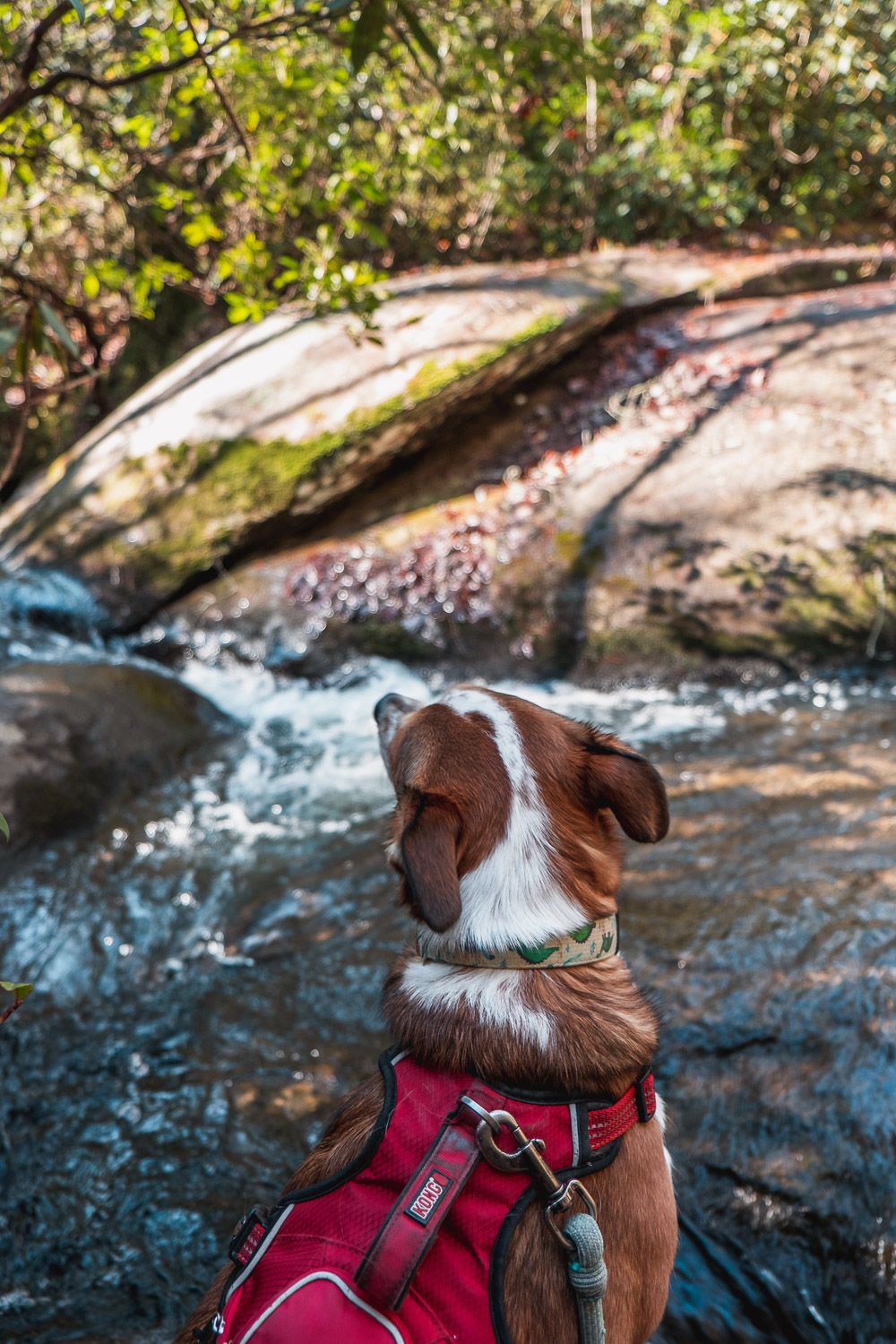 natural bridge trail