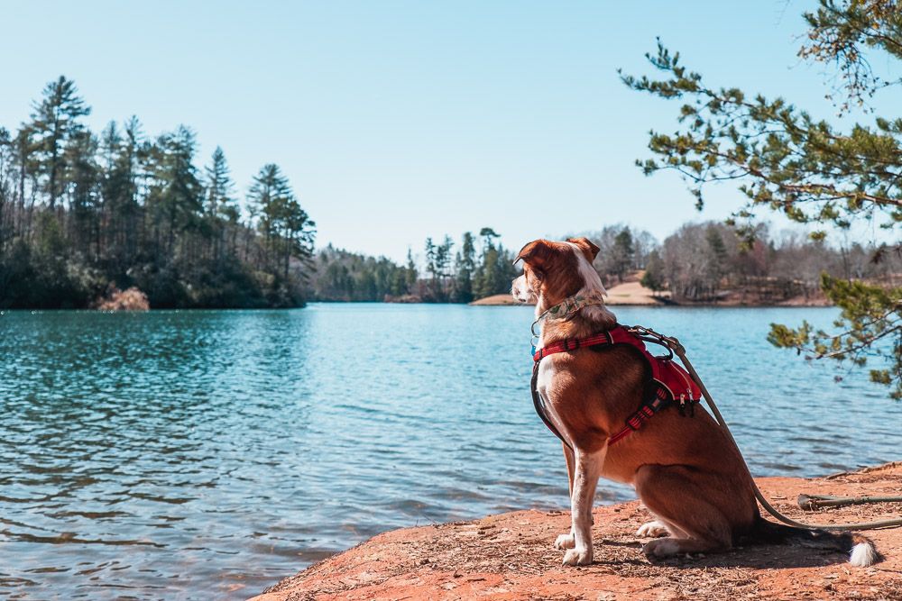 keowee-toxaway primitive campsites