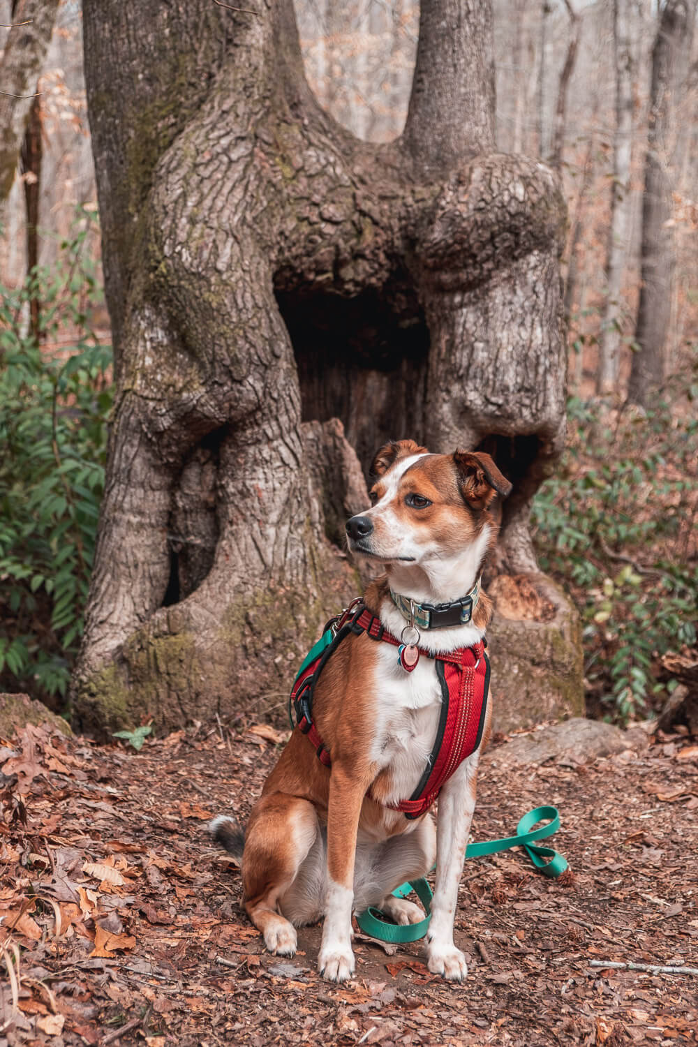 dog on a hiking trail