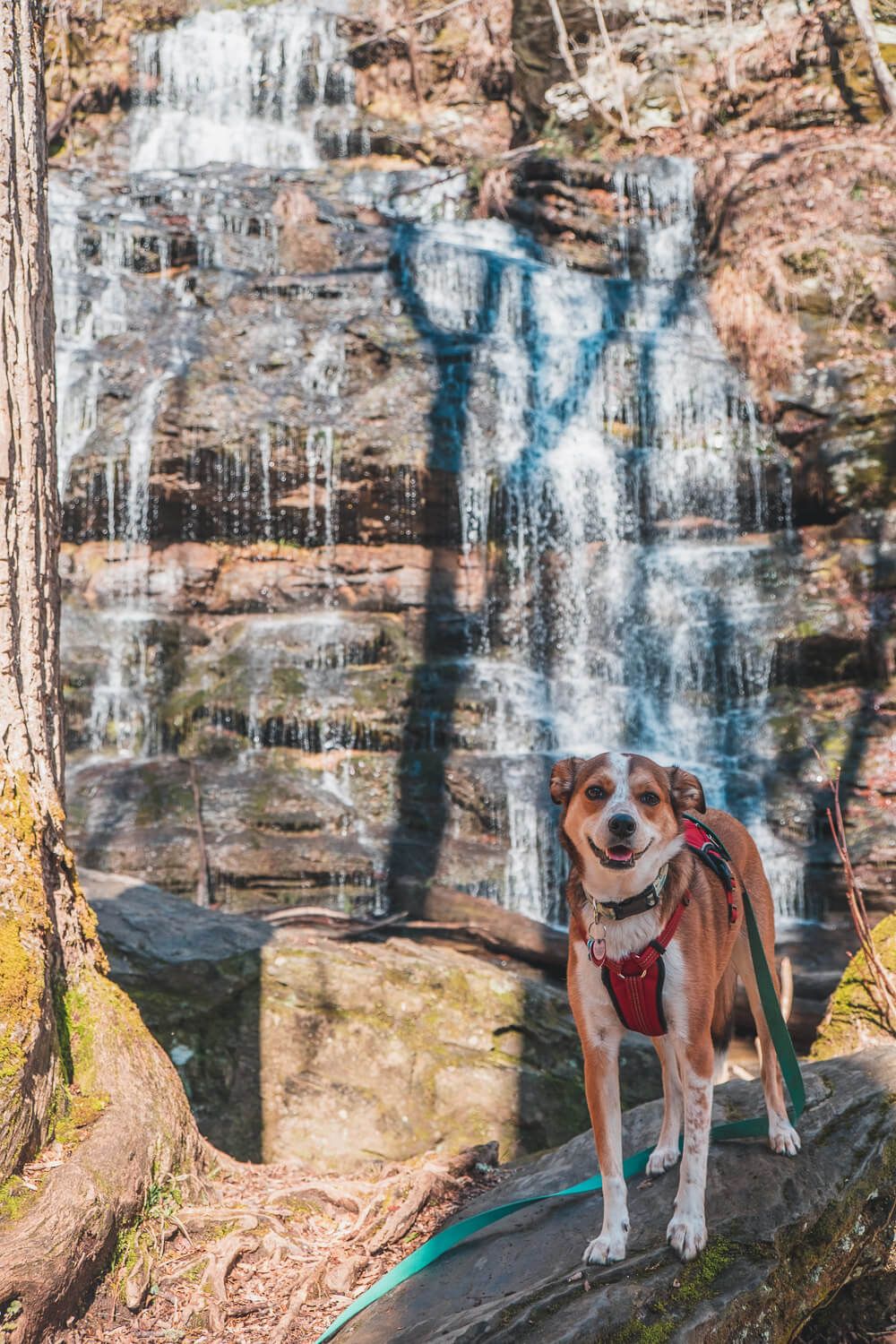 dog and waterfall