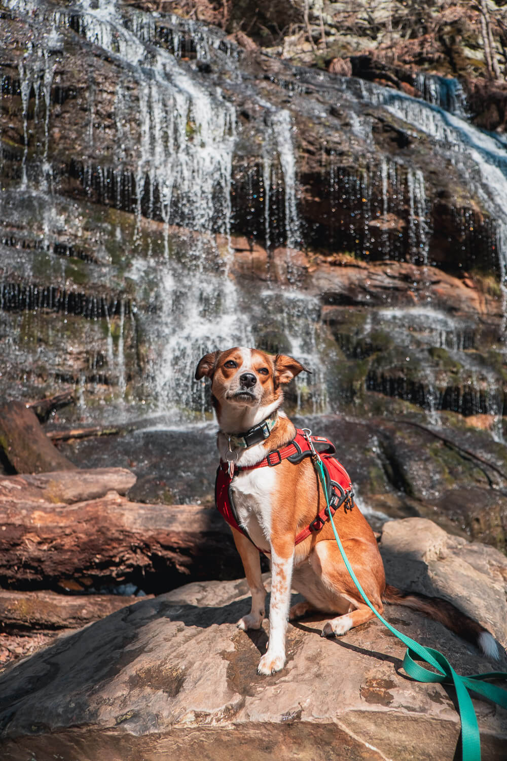 dog and waterfall