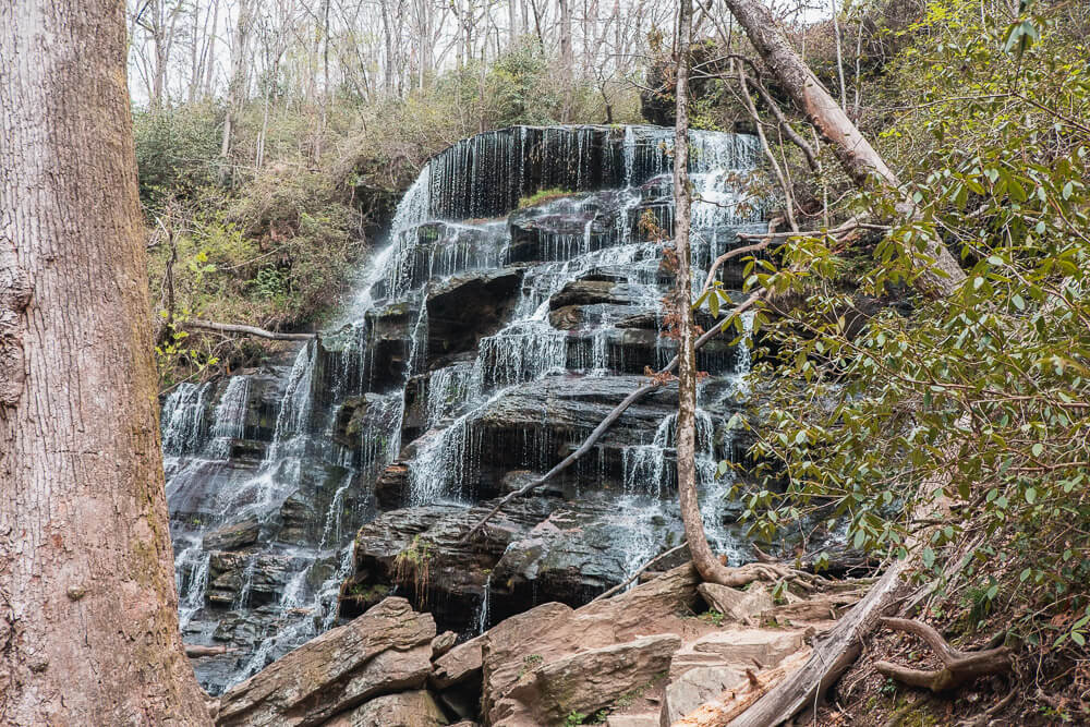 yellow branch falls