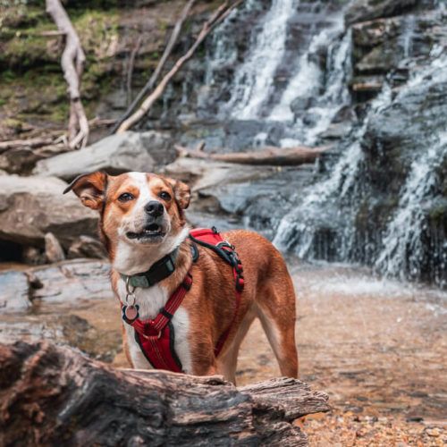 Hike to Yellow Branch Falls [Trail Guide]