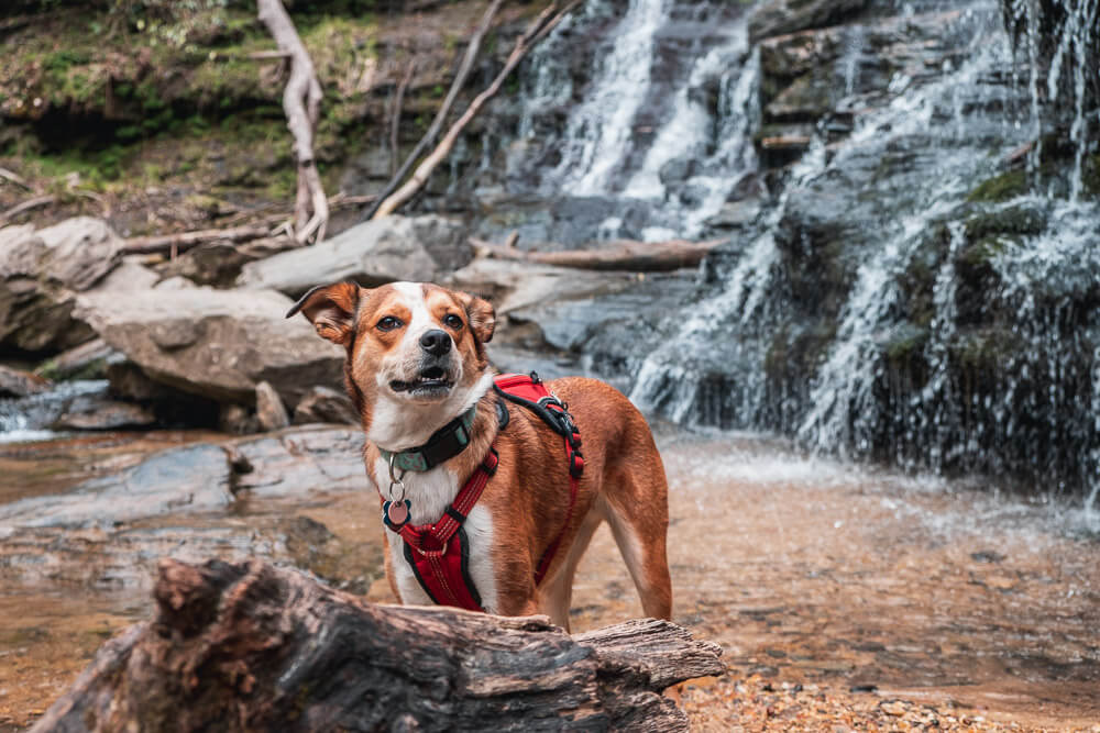 yellow branch falls