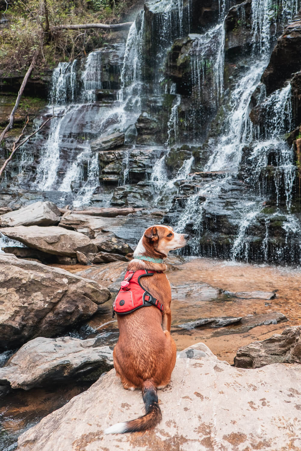 dog in front of waterfall