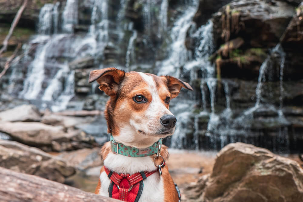 dog in front of waterfall