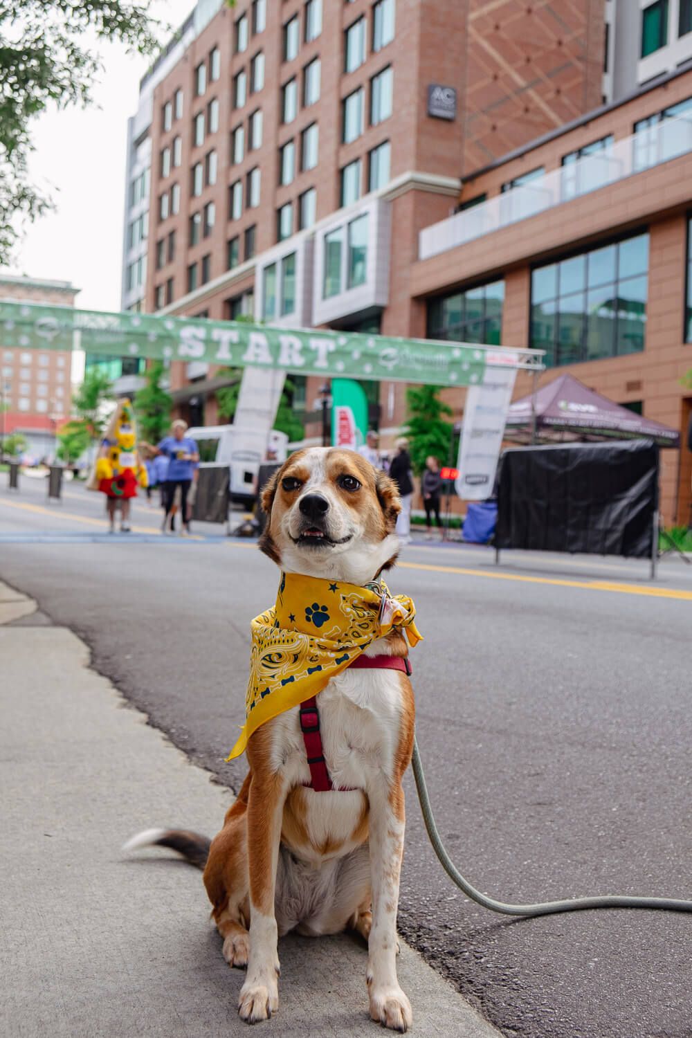 dog competing in the mutt strut