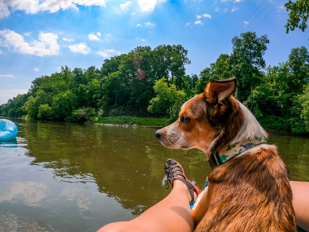 tubing on the french broad river