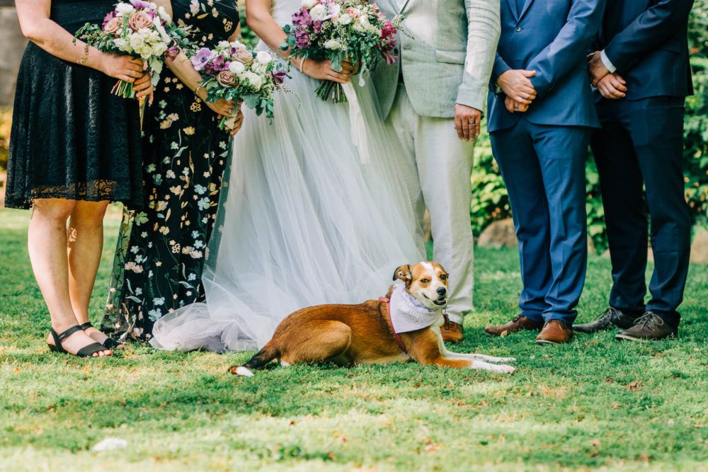 dog at greenville wedding