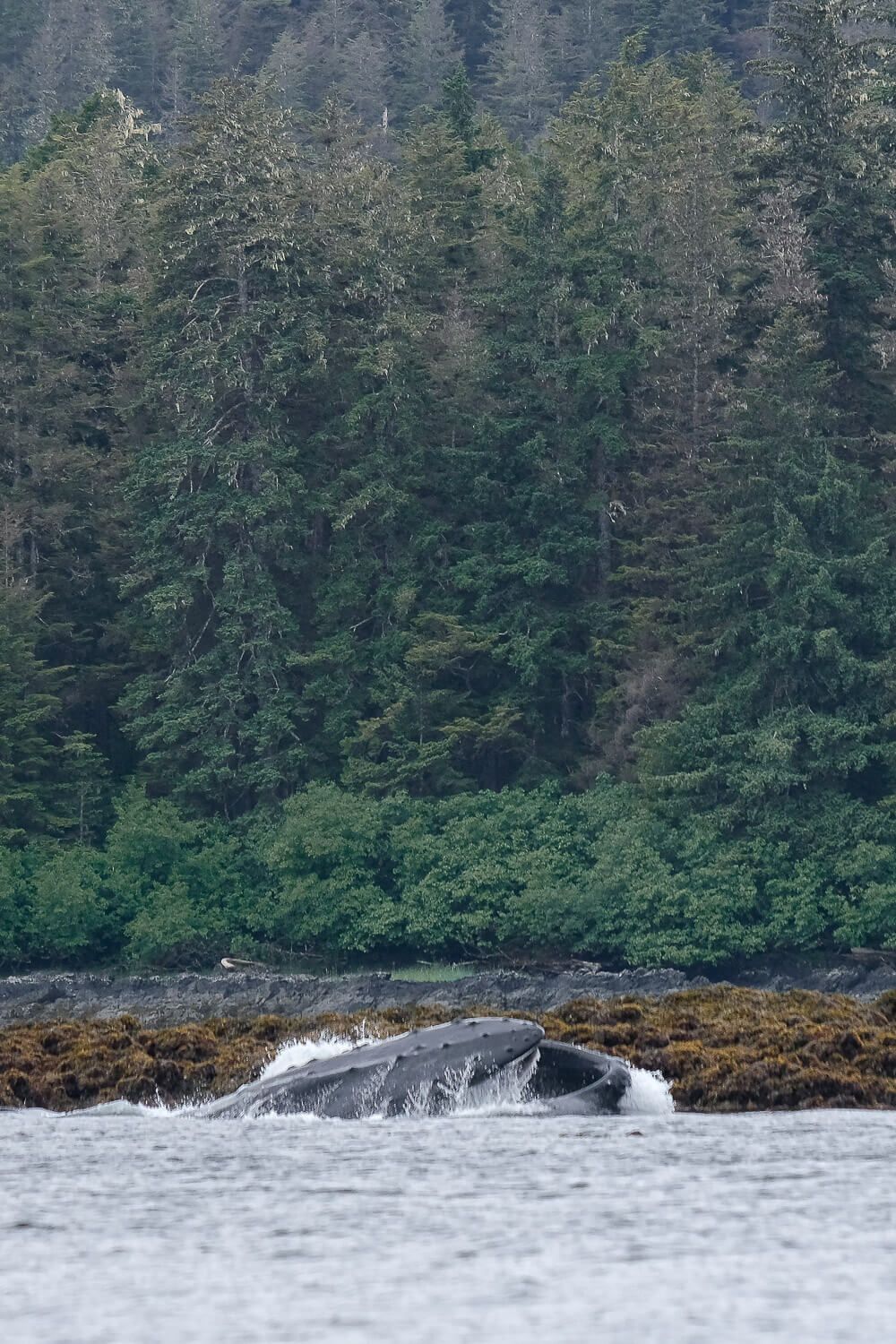 humpback whale lunge feeding in alaska