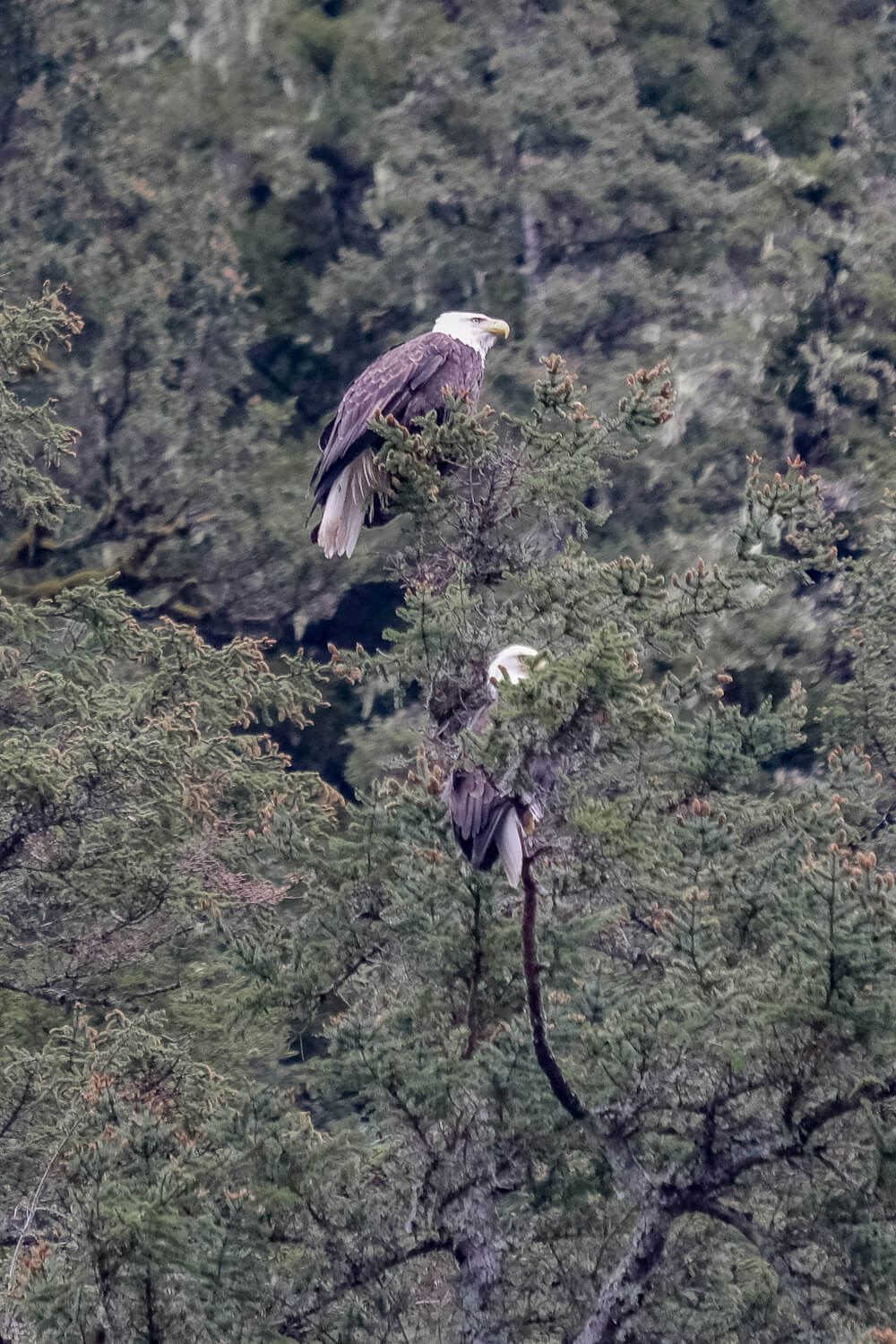 bald eagles alaska