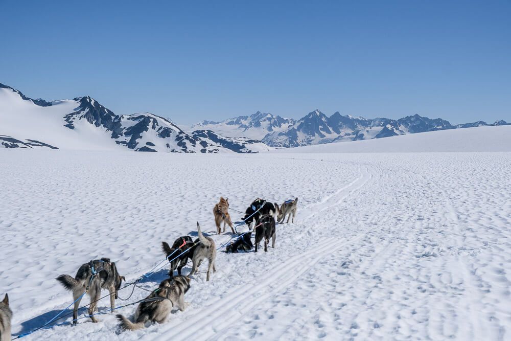 dog sledding in seward