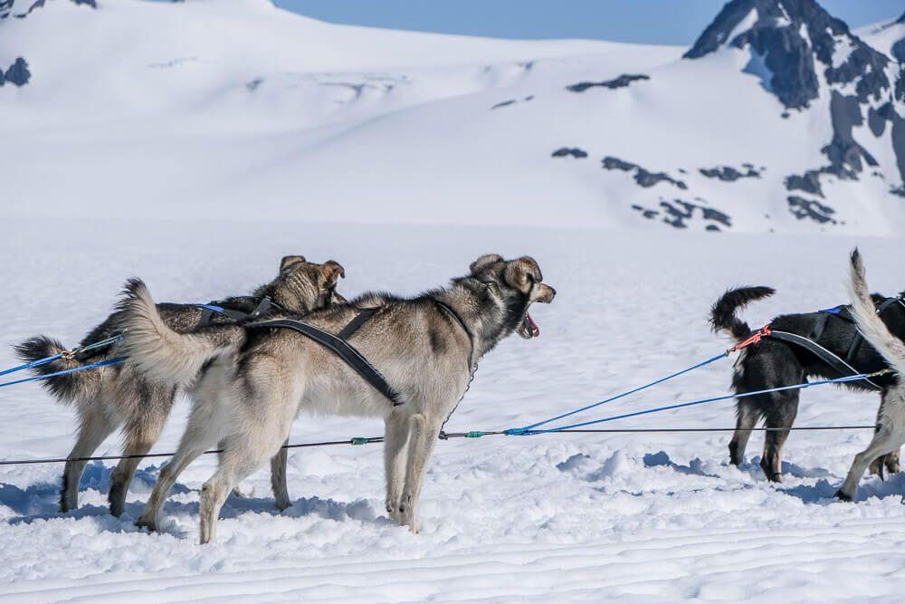 dog sledding in seward