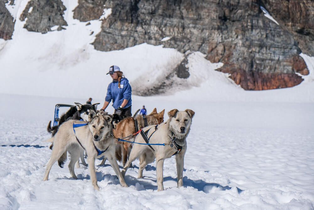 dog sledding in seward