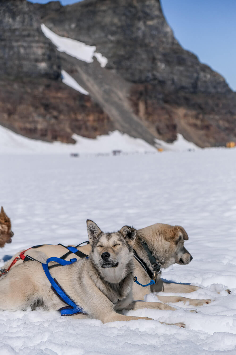 dog sledding in seward