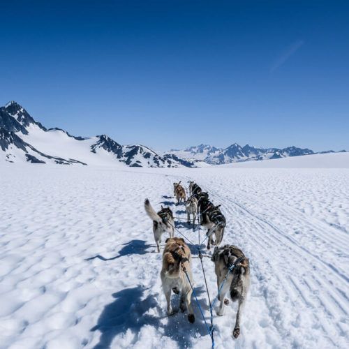 The Best Glacier Dog Sledding in Seward [Review]