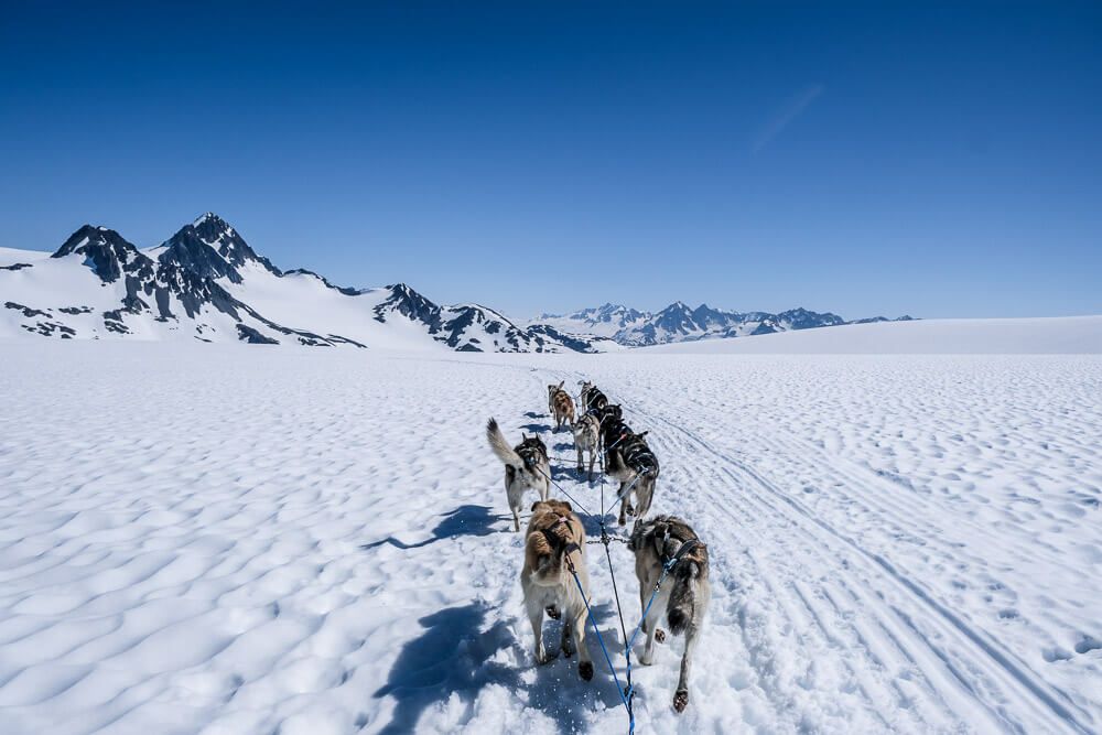 dog sledding in seward