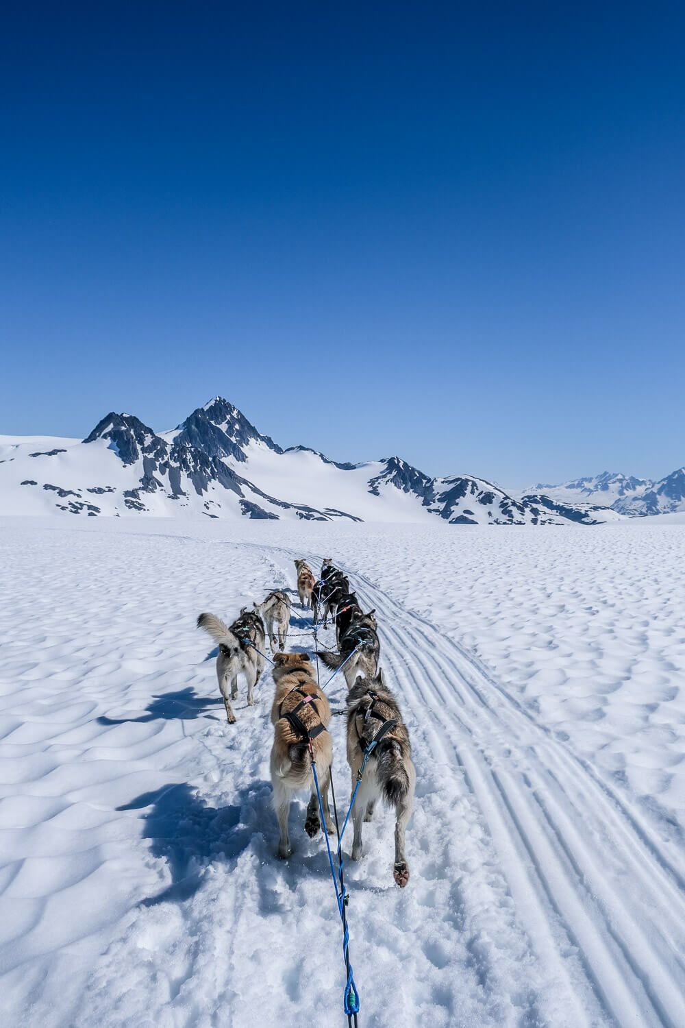 dog sledding in seward