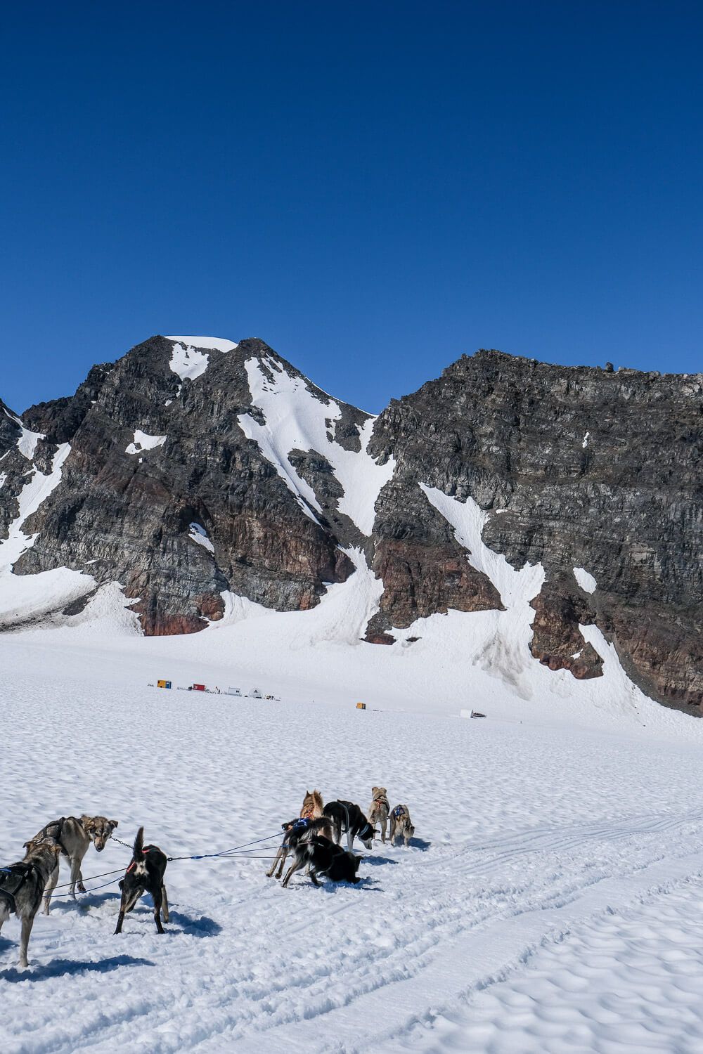 dog sledding in seward