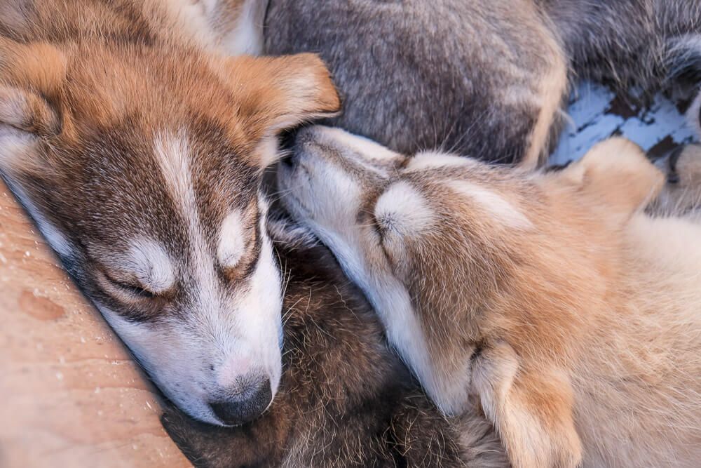 sled dog puppies